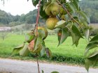 Birnfrucht am Baum Kieffers Sämling