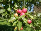 Boskoop-Apfel-Früchte am Baum